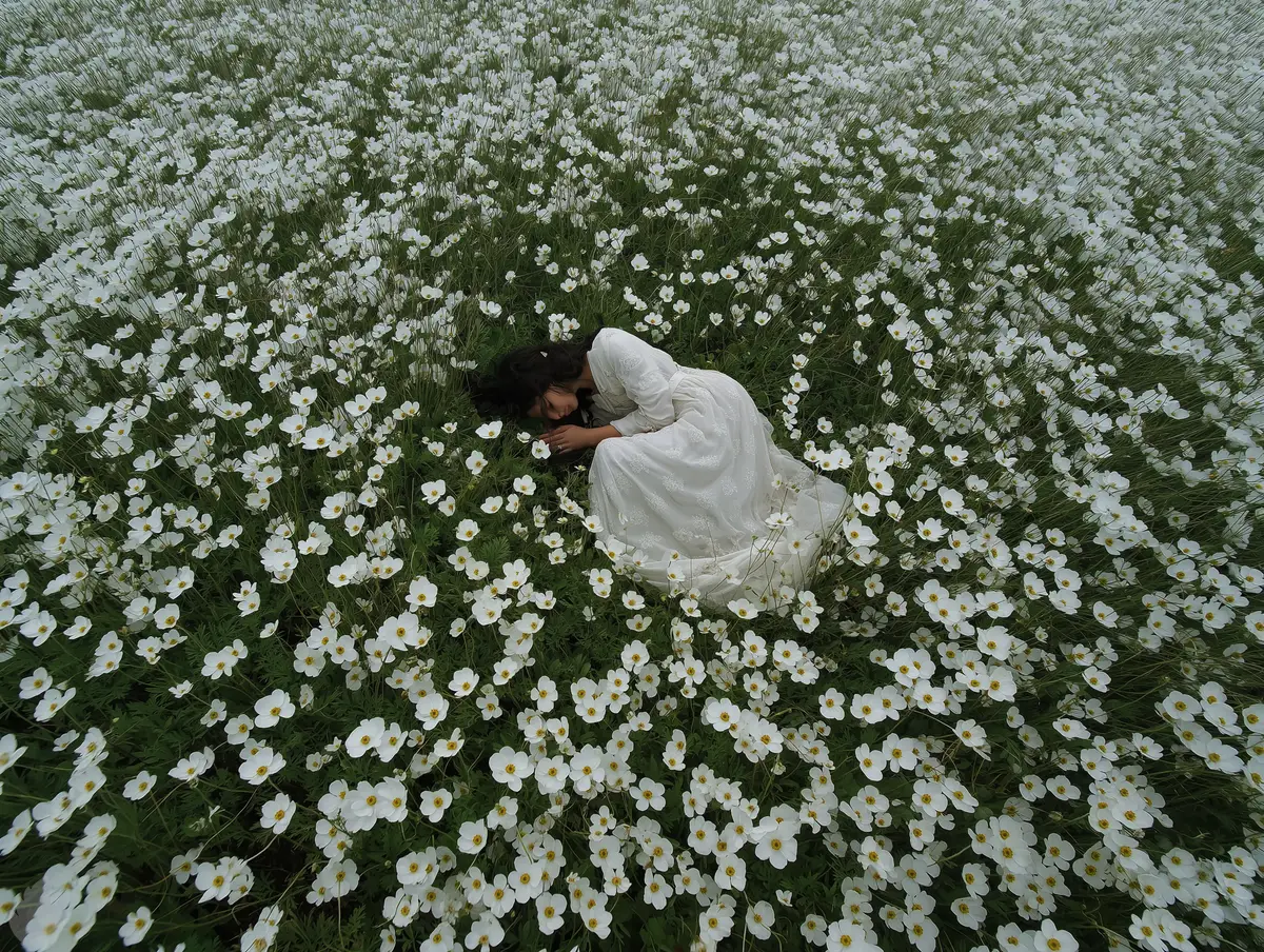 White Anemone Field - undefined - Wondermint
